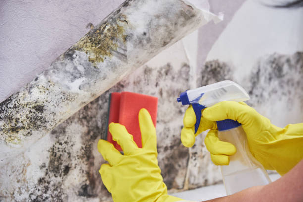 Mold Odor Removal Services in Gresham, OR